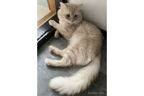 販売中のミヌエットの親猫